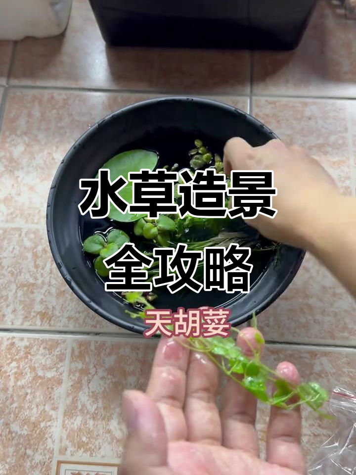 古法养鱼必备水草清单,轻松打造健康生态缸