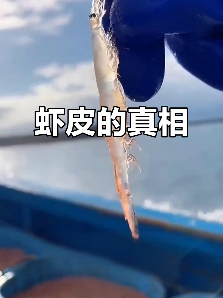 虾皮其实是海里的小毛虾,小时候你以为是虾的“皮肤”吗?