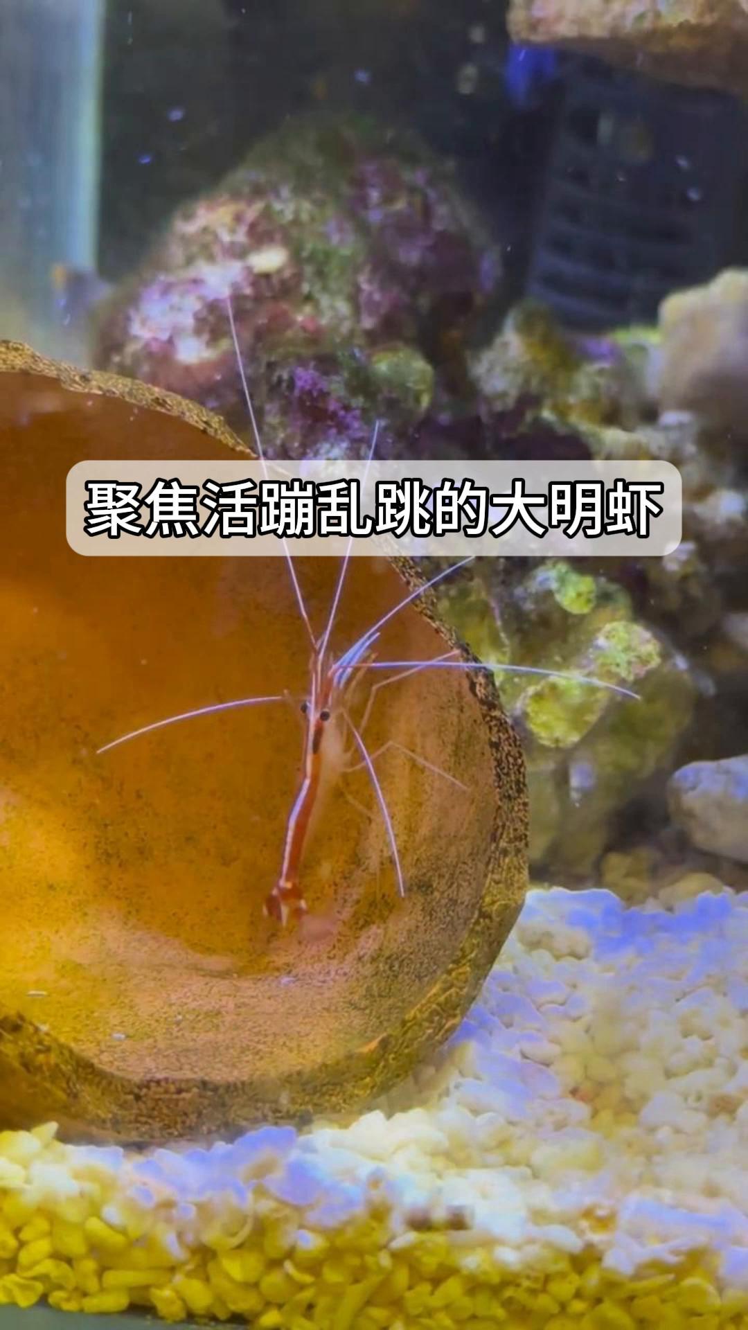 聚焦活蹦乱跳的大明虾
