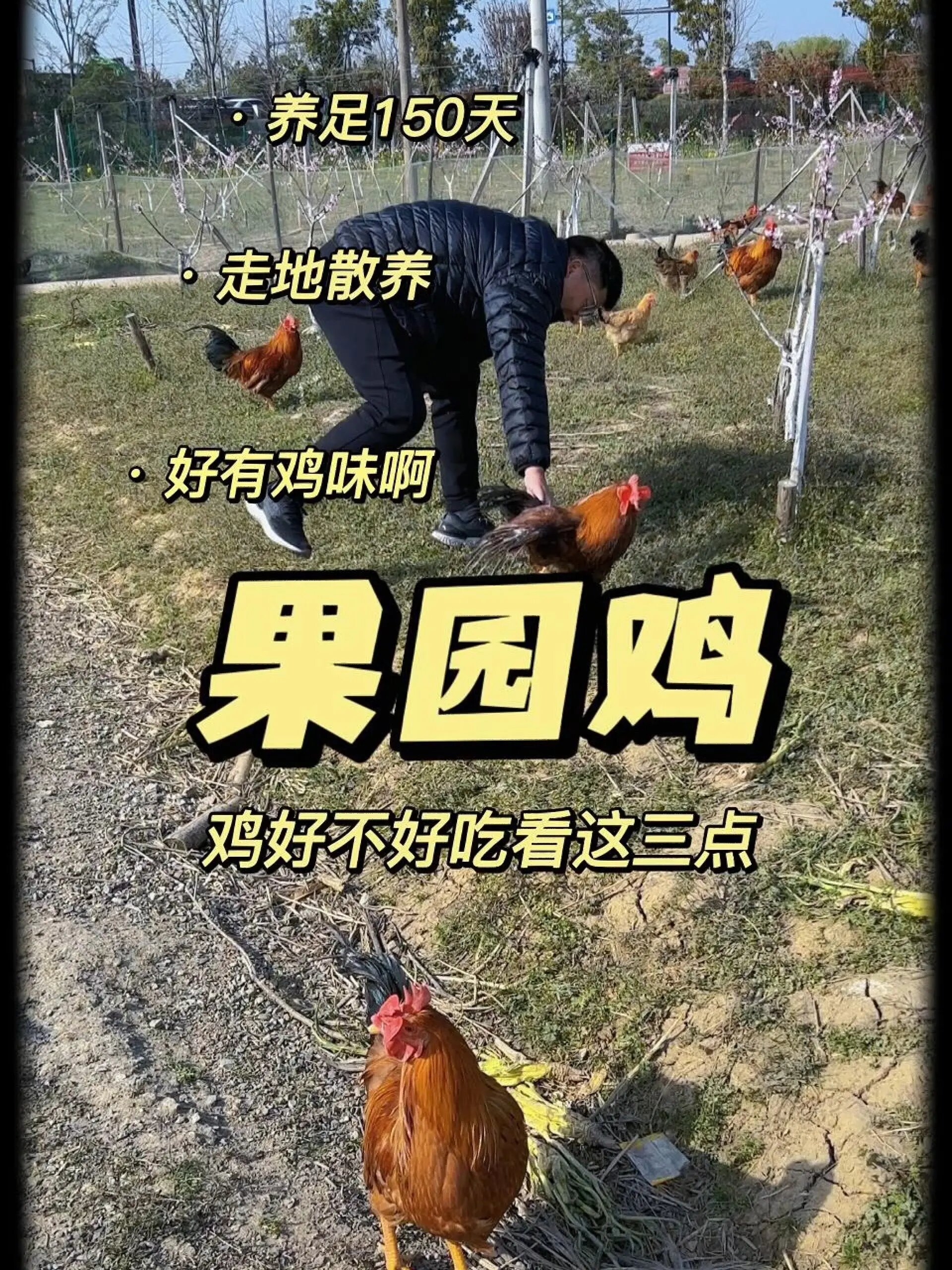 果园生态散养土鸡