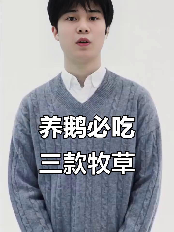 鹅喜欢吃的三种草，四季都能种