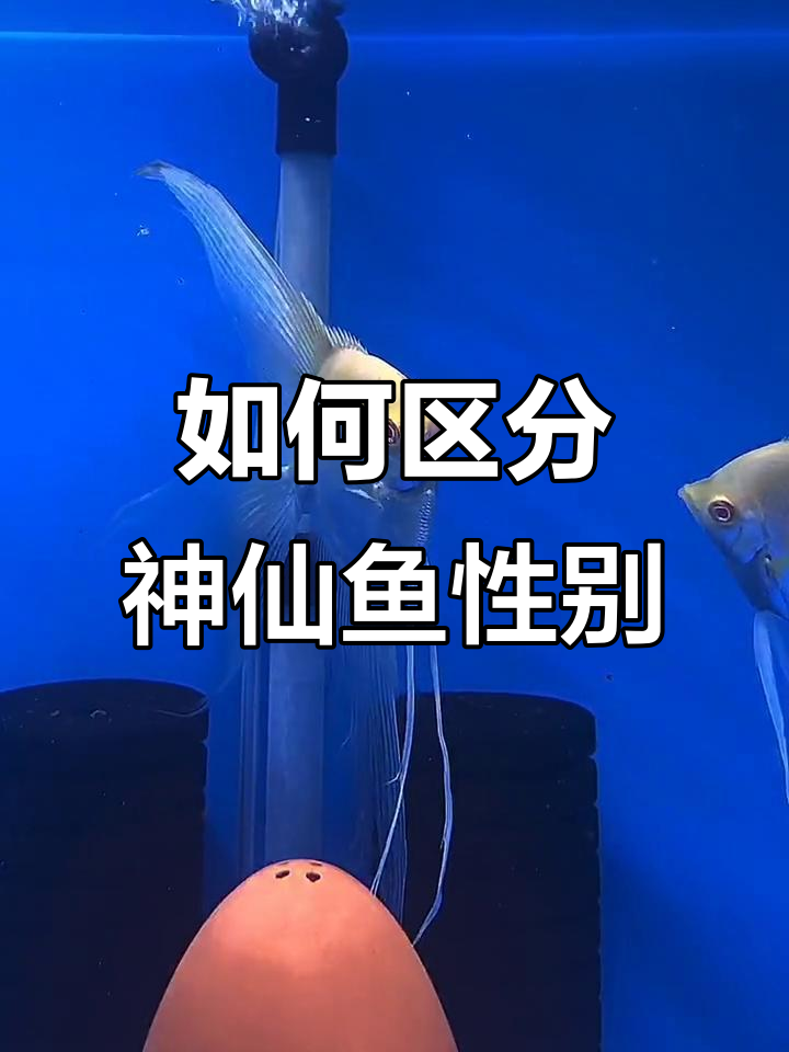 神仙鱼公母分辨技巧,一看就懂