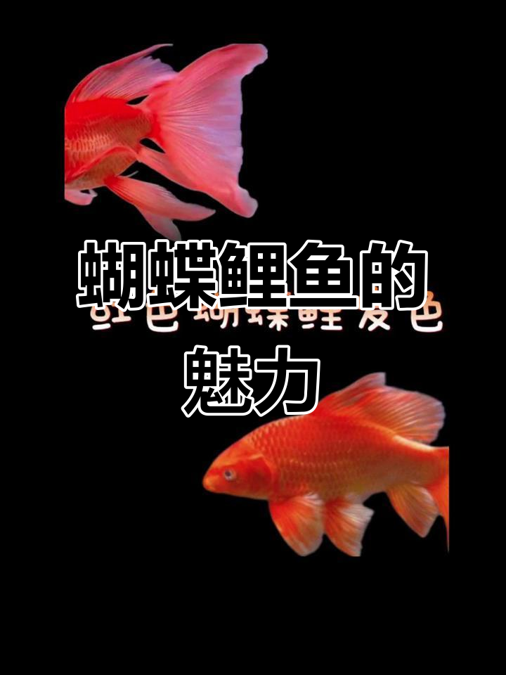 蝴蝶鲤鱼品种揭秘，美丽与神秘并存