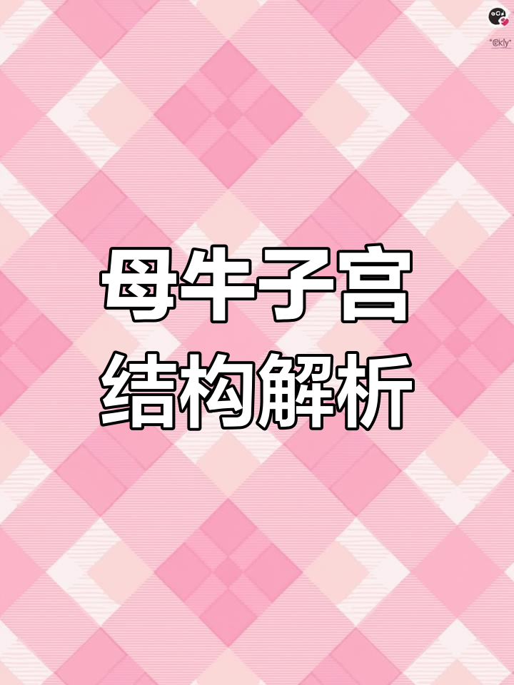 母牛卵巢与卵泡解剖及B超影像分析