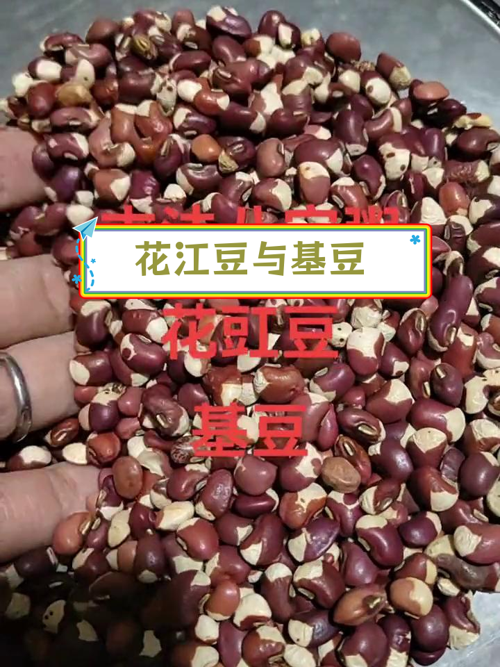 古法八宝粥的秘密,花豇豆炒出鸡豆