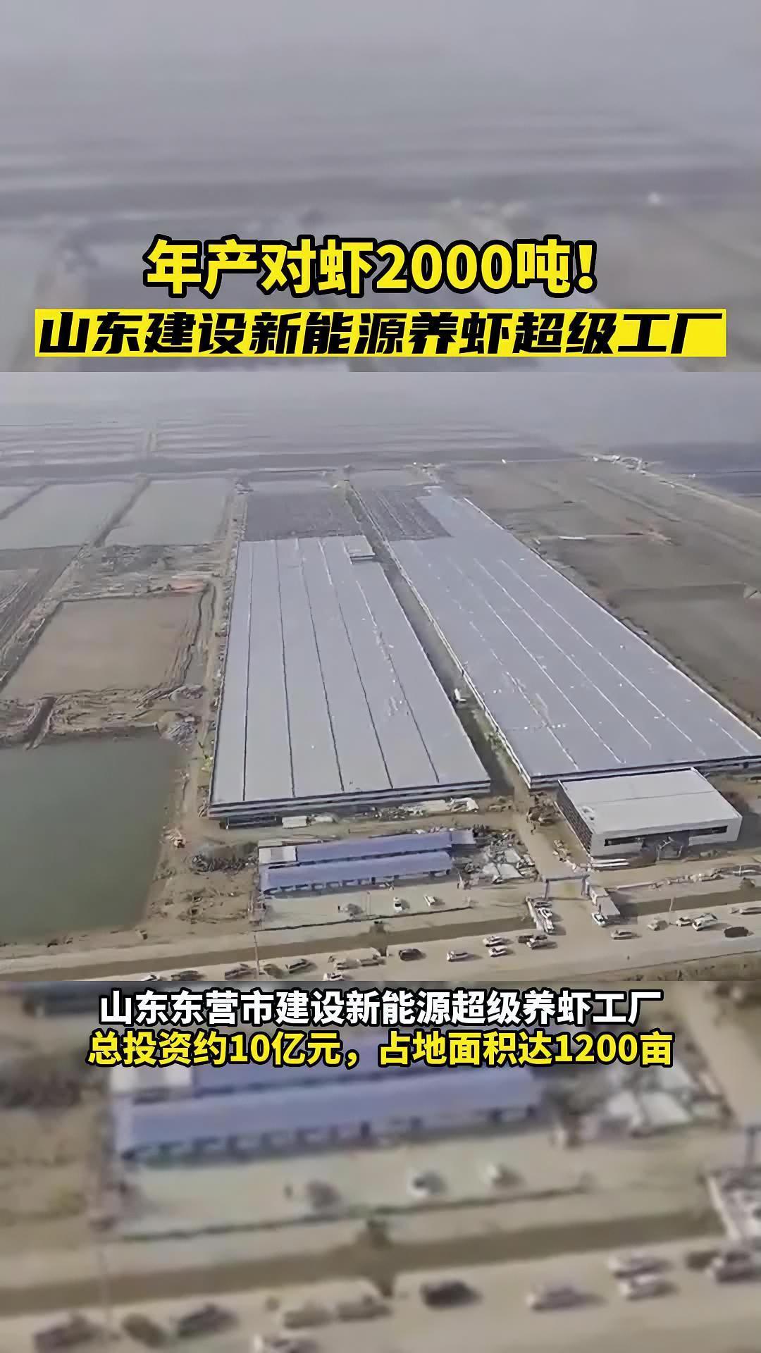 重磅!山东建设全国首家新能源养虾超级工厂,年产对虾2000吨!水产养殖 南美白对虾养殖