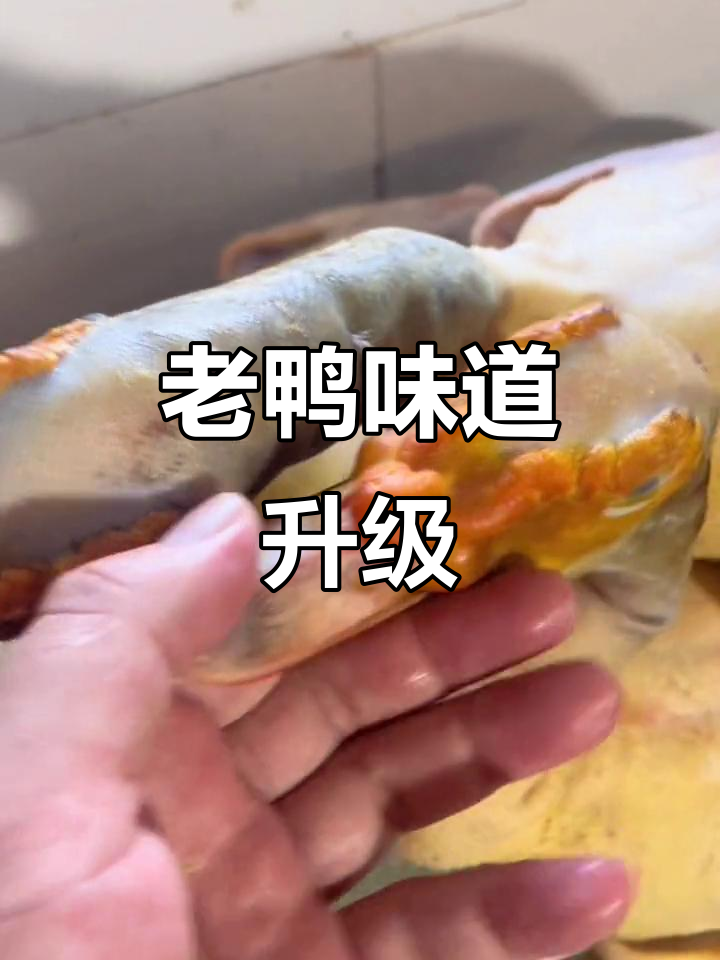 农村老鸭品质提升,肉质鲜美,干锅汉堡做法揭秘