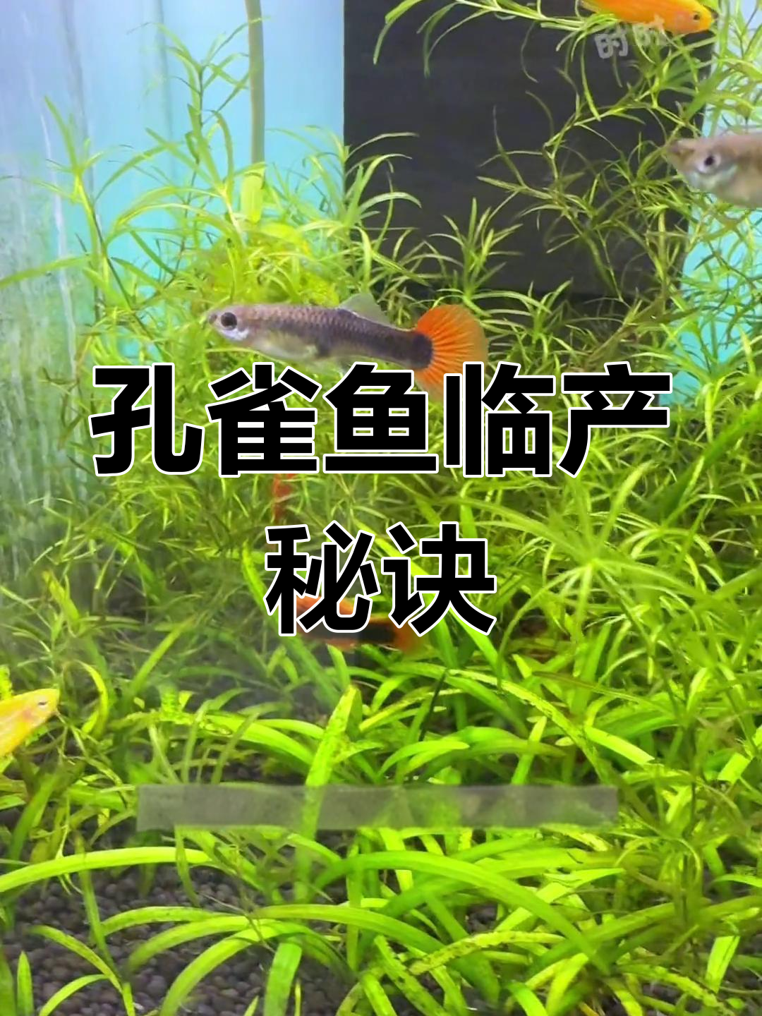 掌握孔雀鱼生产信号,轻松迎接新生命!