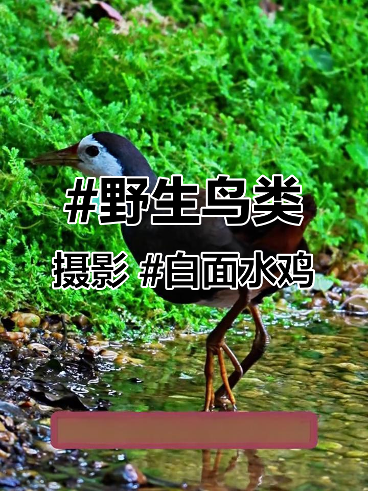 #野生鸟类摄影 #白面水鸡