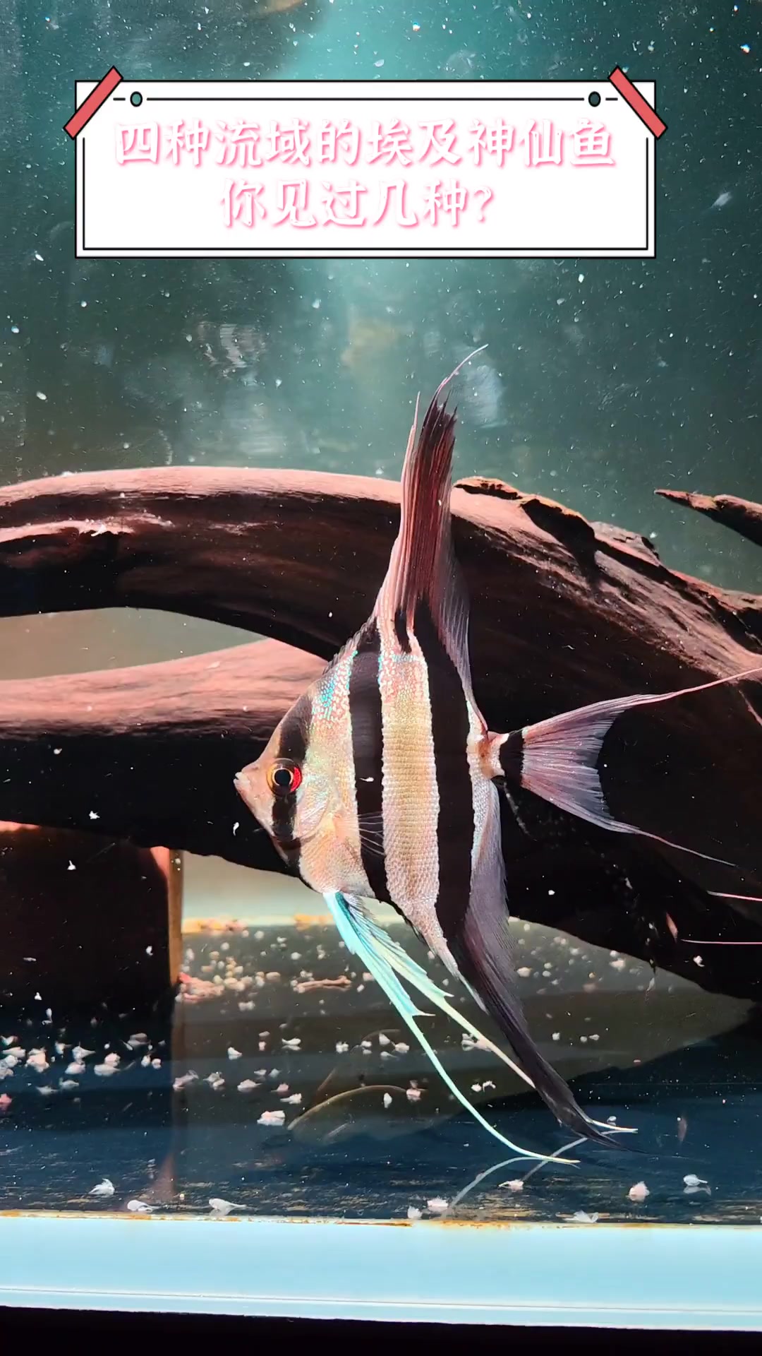 四种流域的埃及神仙鱼,你见过几种?