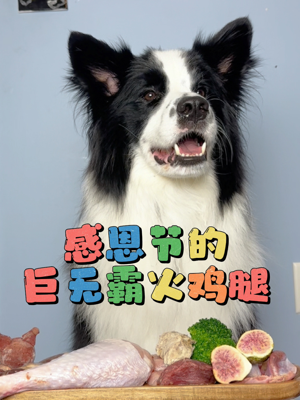边牧生骨肉吃播|感恩节的巨大火鸡腿
