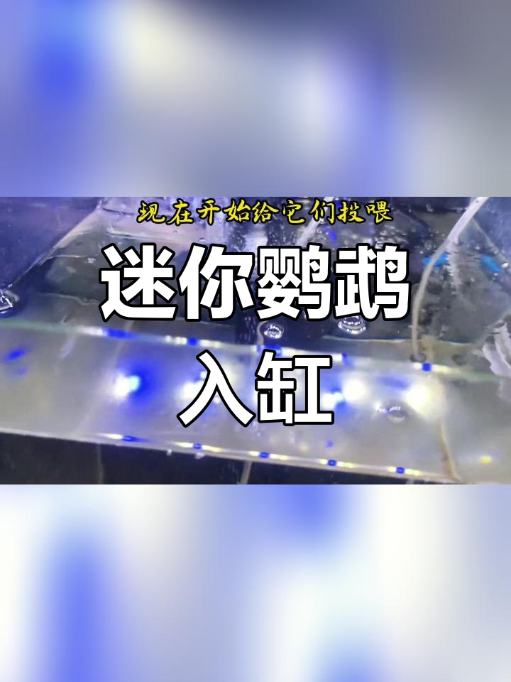 迷你鹦鹉幼崽成功起飞,大缸生活开始