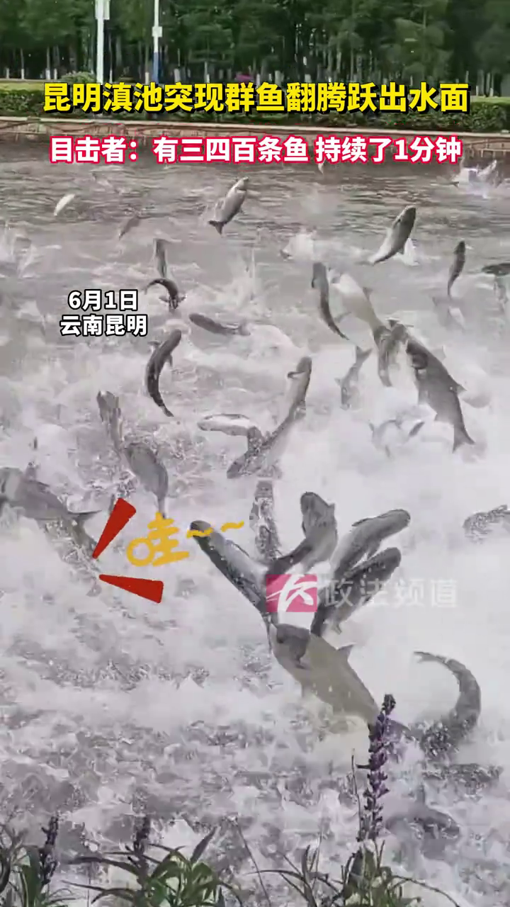 昆明滇池突现群鱼翻腾跃出水面 目击者:有三四百条鱼
