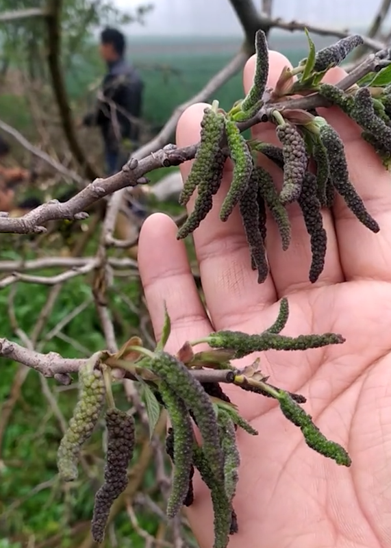 男子第一次吃野菜就强过敏到窒息,医生提醒