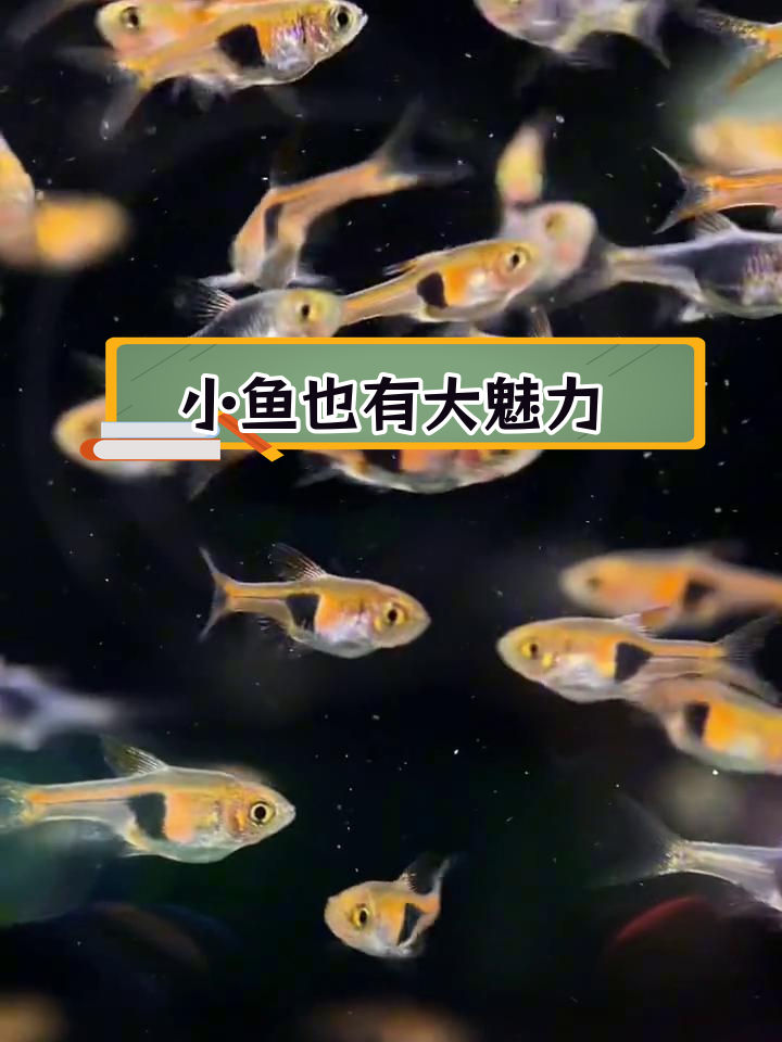 紫三角金三角灯:东南亚小型观赏鱼的魅力