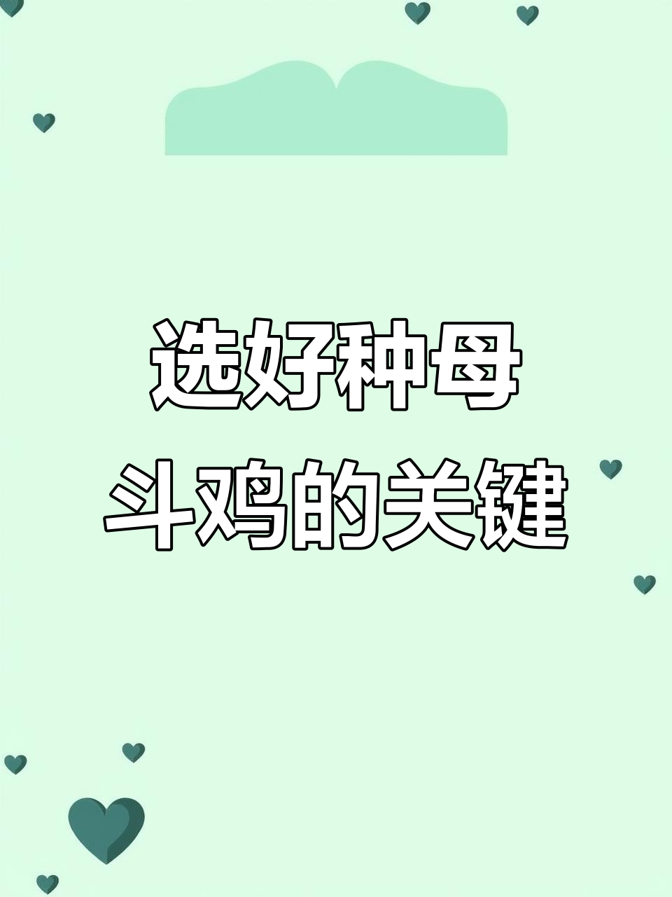 如何挑选优质种母斗鸡?体型、羽毛、比例全解析