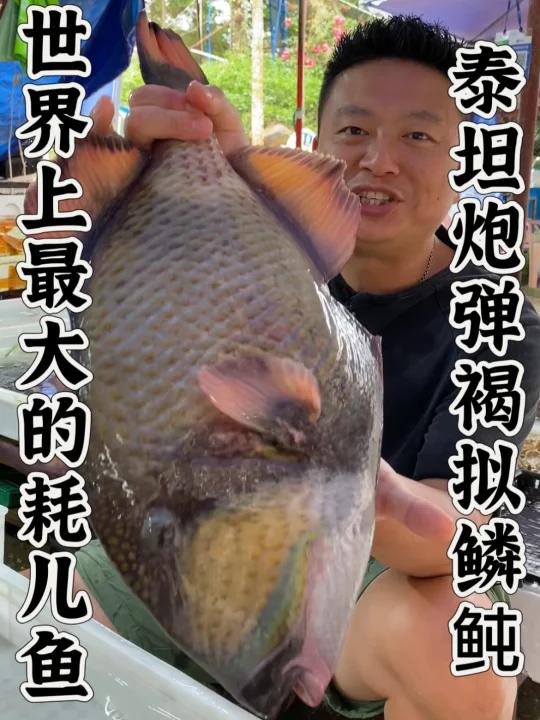海南的海鲜真便宜。世界上最大的耗儿鱼。泰坦炮弹褐拟鳞鲀,比鲨鱼还要凶猛。吃起来也好特别,一
