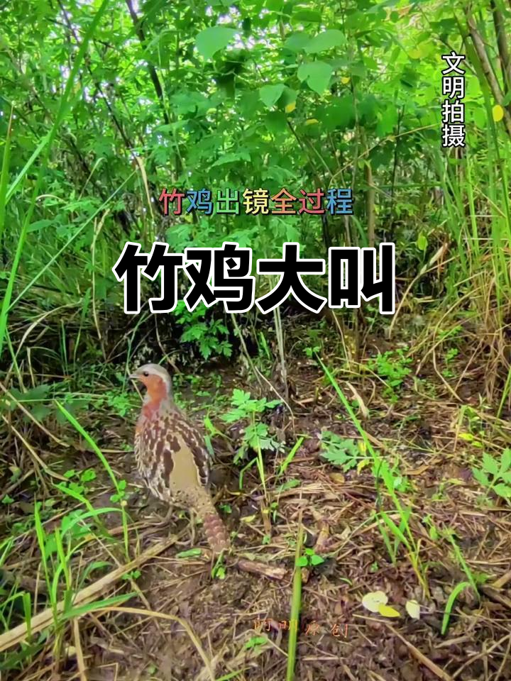 竹鸡母鸟大鸣,叫声震撼全场