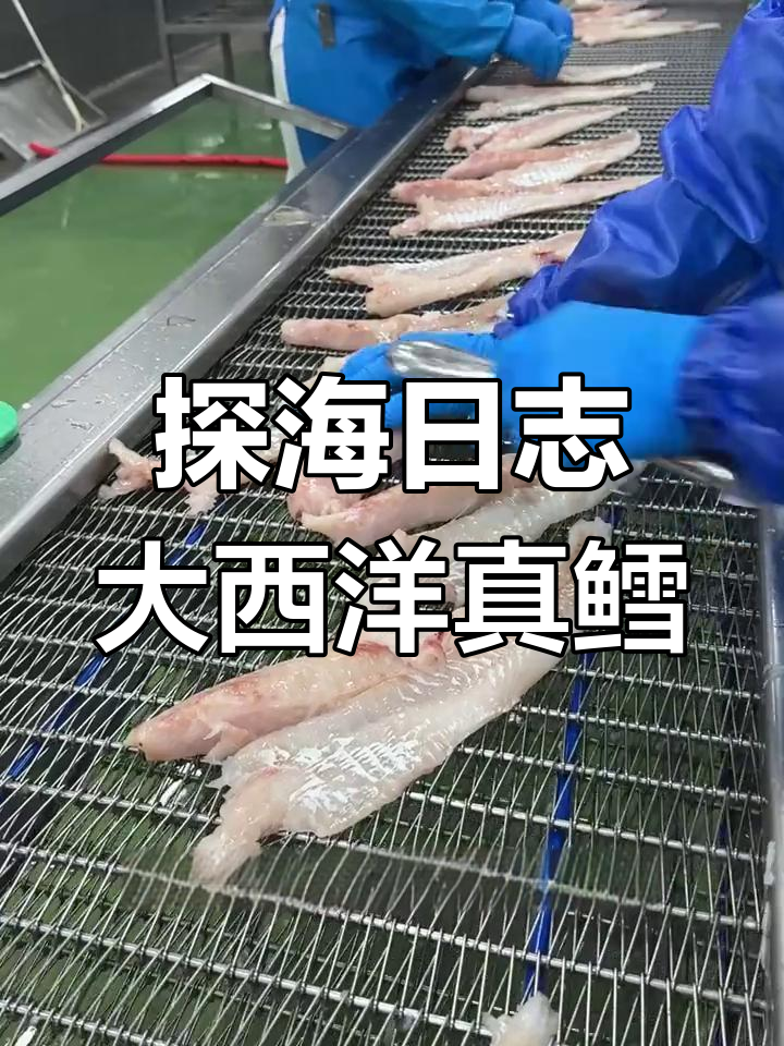 大西洋真鳕鱼制作揭秘:从去骨到蒸熟的精细工艺