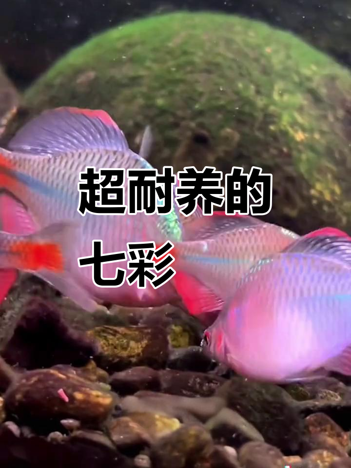 彩色旁皮鱼:命硬如乌龟,颜值堪比孔雀!