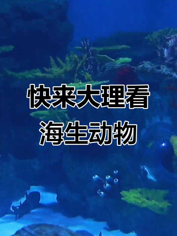 大理海洋世界探秘:水母、鲨鱼和更多奇妙生物等你来发现