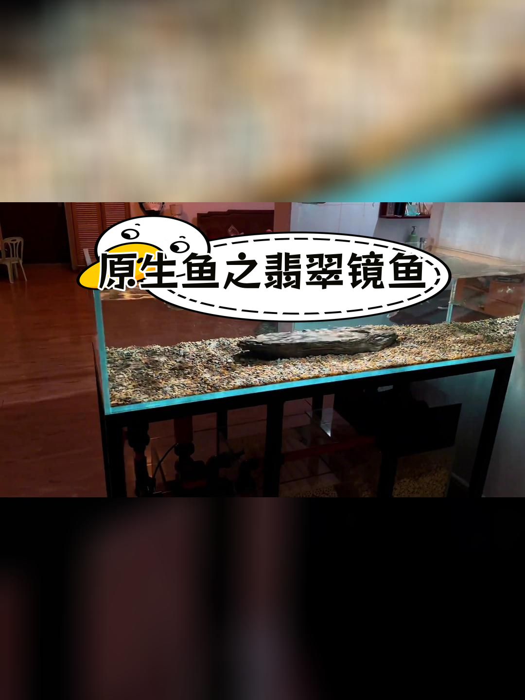 印度翡翠镜鱼:原生鱼的美丽展现