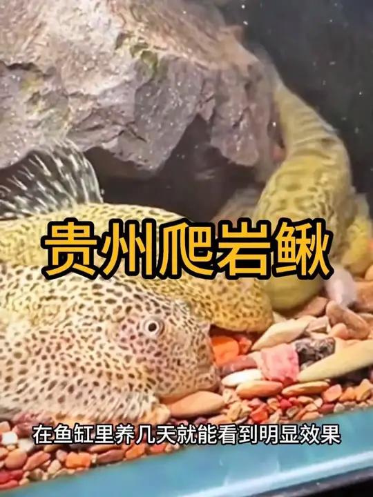 自带吸盘的爬岩鳅，牢牢吸住缸壁清洁绿藻青苔，鱼便残渣，想要养出空气缸的，可以养上几条它！#