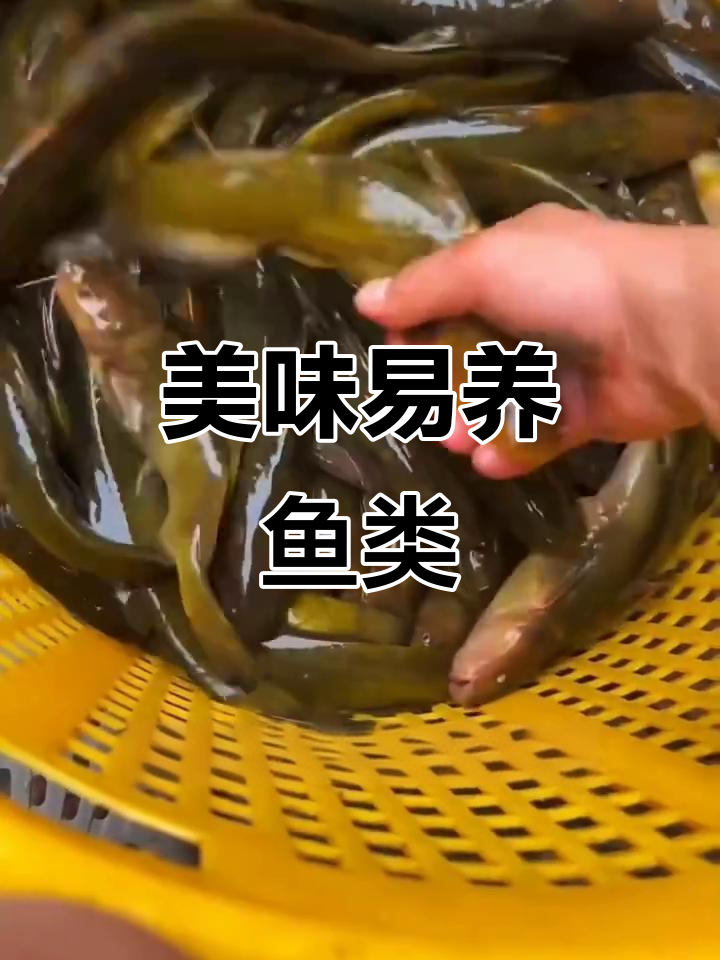 牛尾巴鱼,生长迅速,肉质鲜美,饲养简单