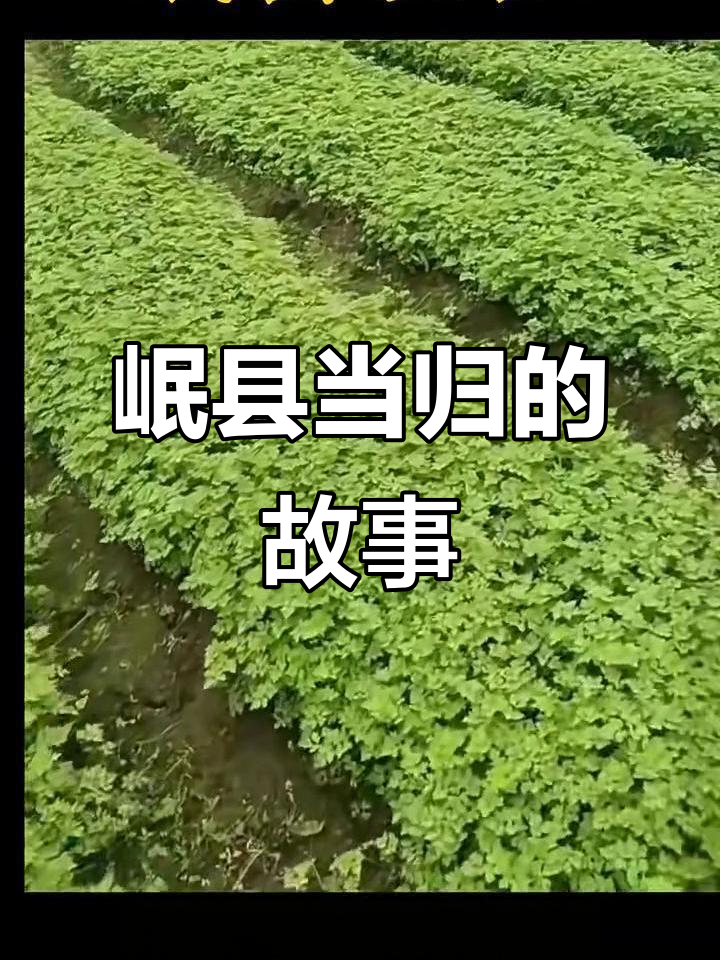 甘肃岷县:千年药香与当归的传奇