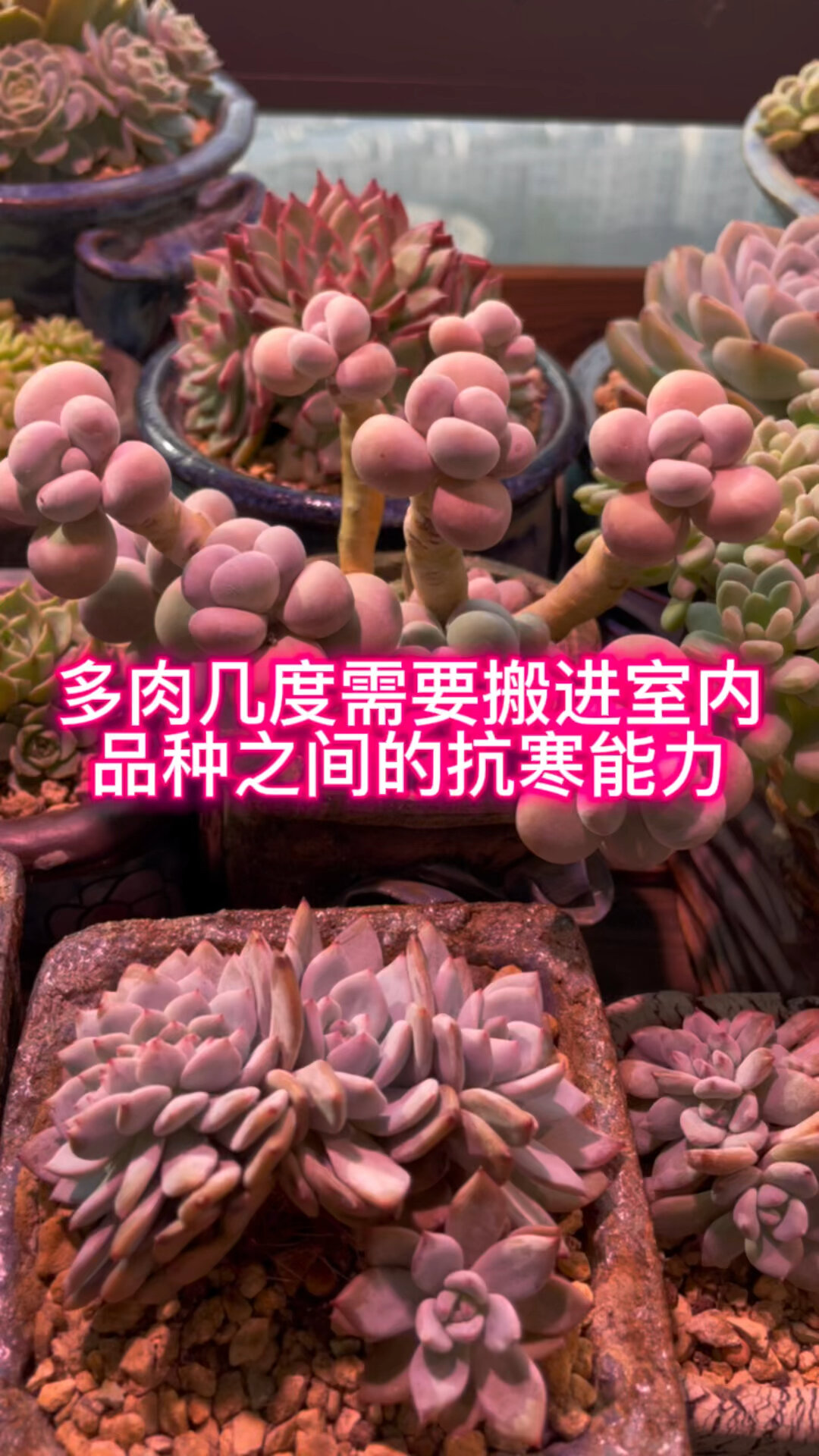 多肉多少度要搬进室内,品种能耐的温度