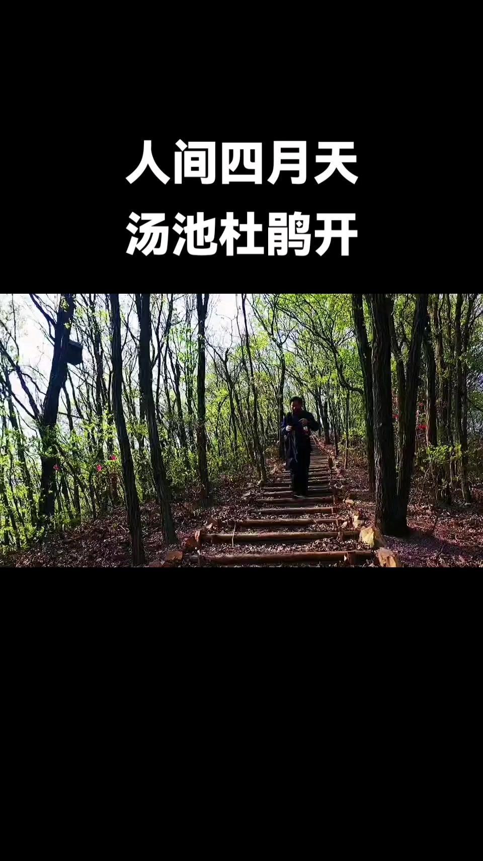 美好安徽dou起来 杜鹃花开 坐标汤池温泉旅游度假区 旅行推荐官 乡村旅游到庐江
