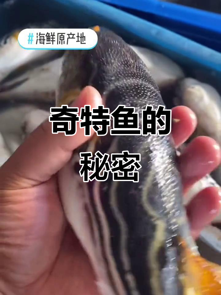 这种鱼生气时膨胀,内脏有毒,晒干后更美味,你试过吗?