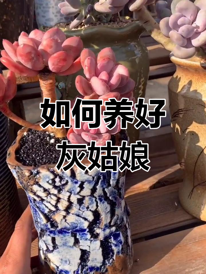 灰姑娘多肉养护全攻略