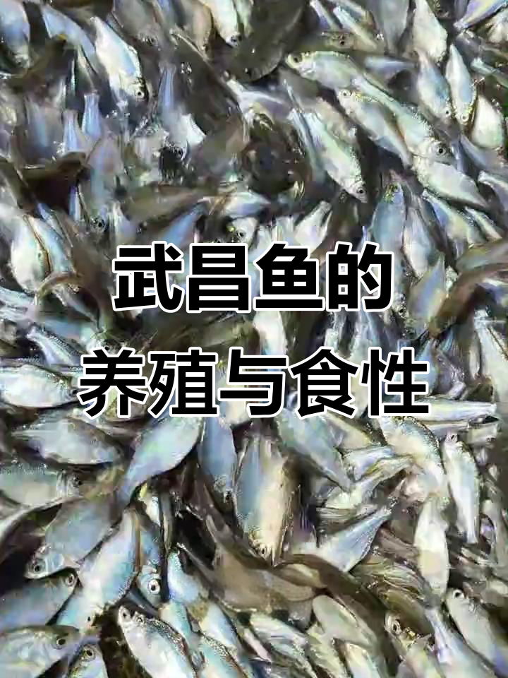 武昌鱼养殖优势与食物习性揭秘,肉质鲜美无腥味