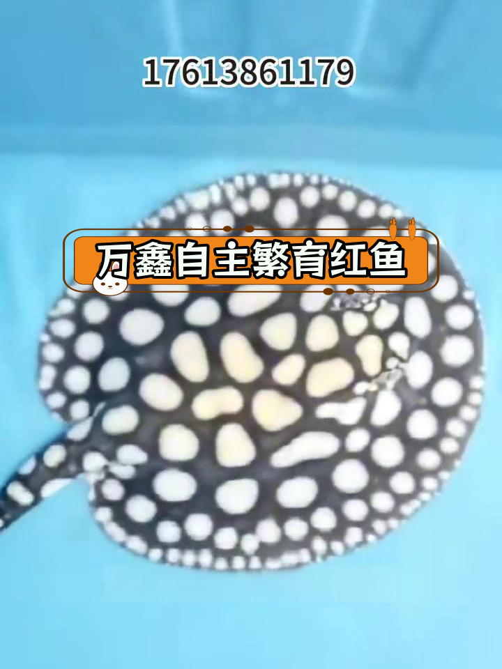 皇冠魟鱼与白子黑帝的繁殖技巧