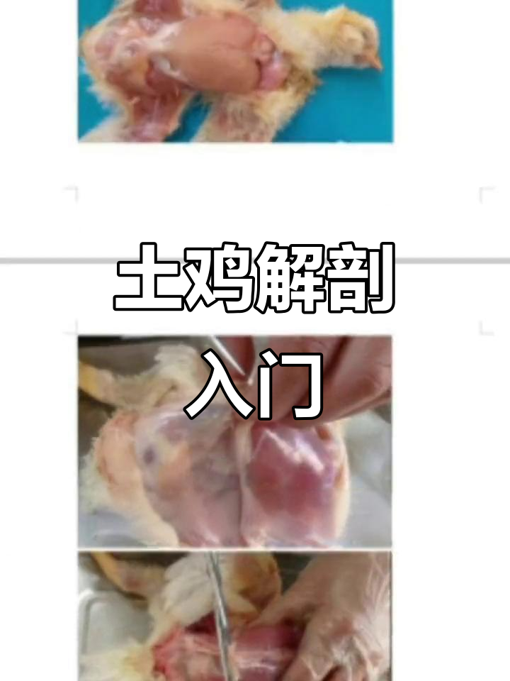 家禽解剖基础教程，轻松掌握鸡的器官与病理变化