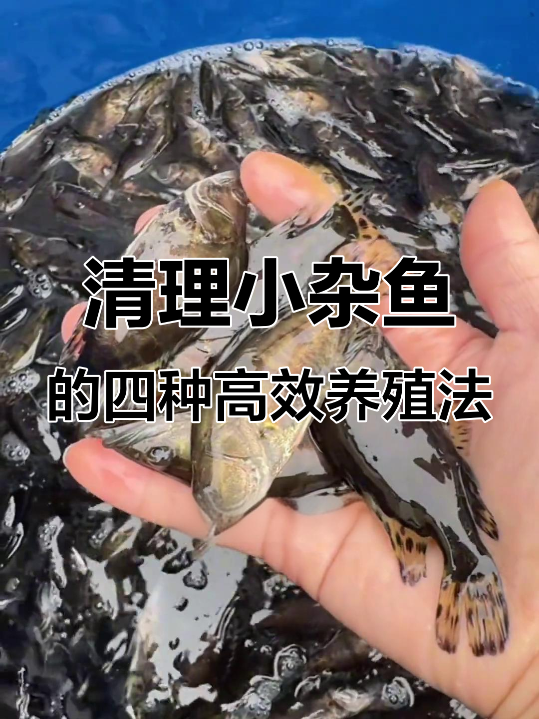 小杂鱼克星大揭秘:桂、鲈、黑、翘嘴四大主养品种