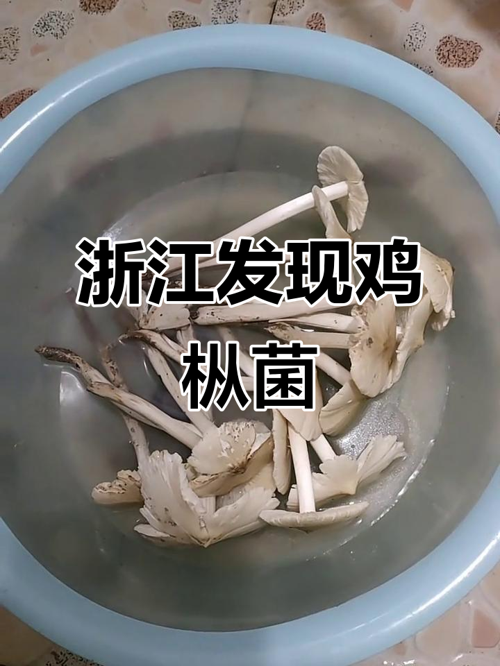 浙江也有鸡枞菌,八月惊喜连连