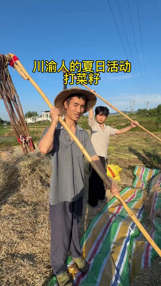 四川方言记录打油菜籽