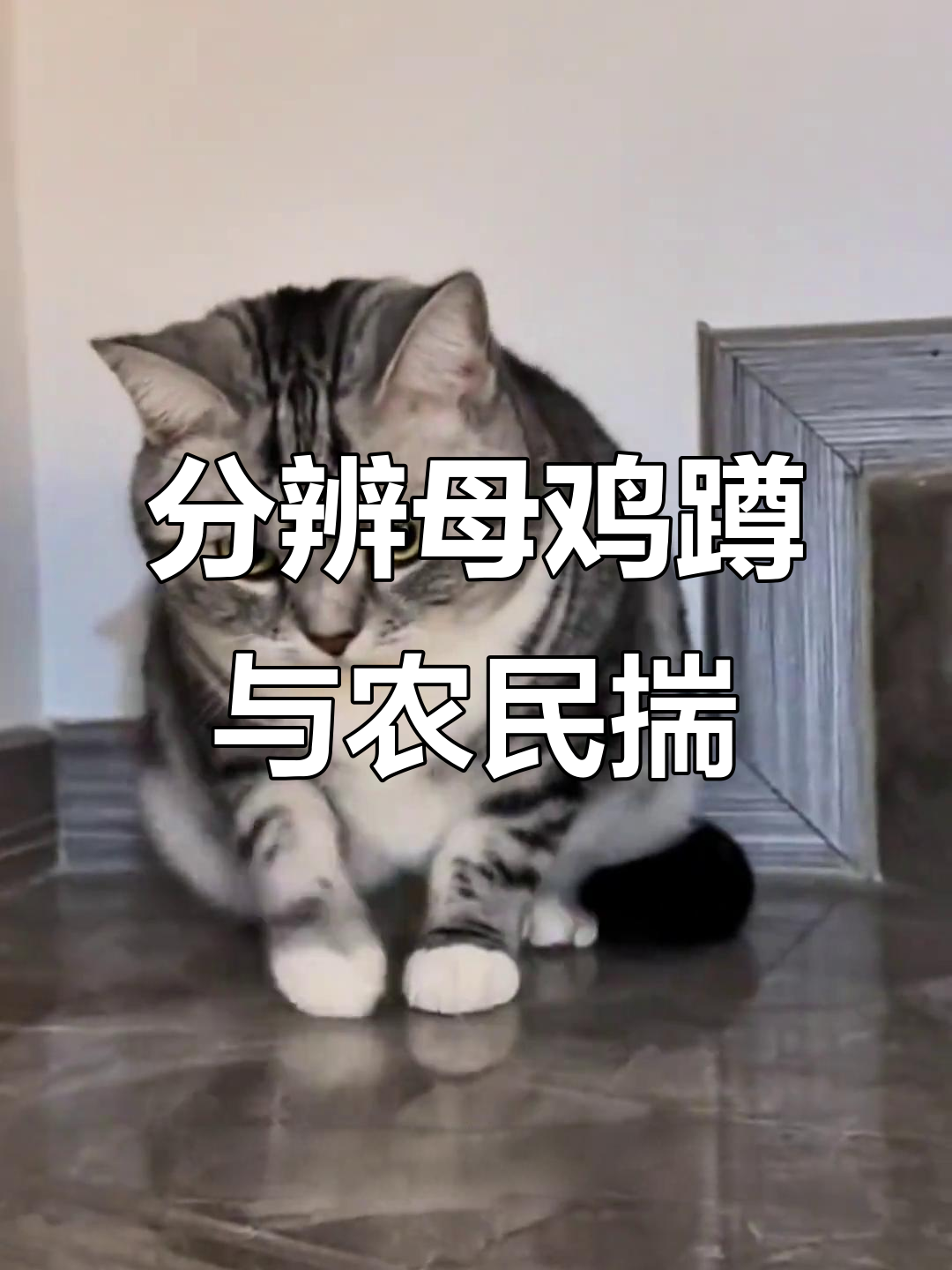 如何区分母鸡蹲和农民揣?猫咪行为大揭秘