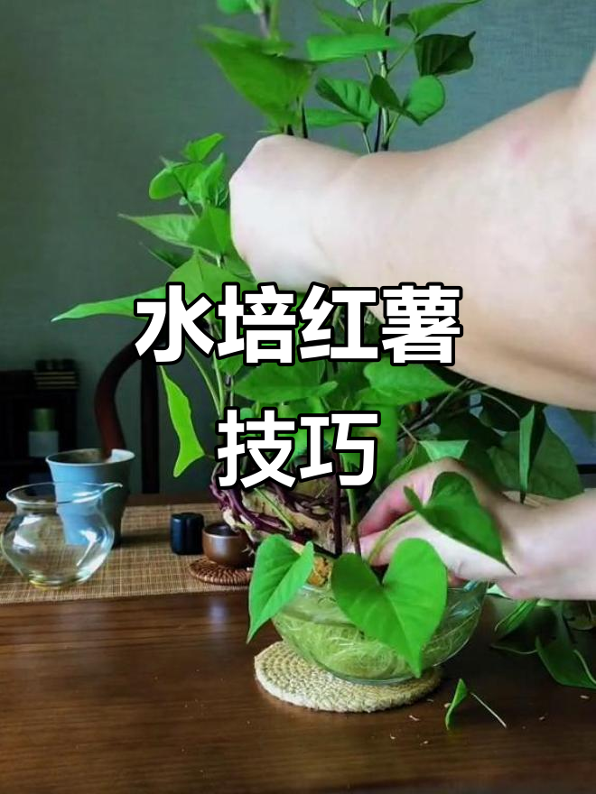 水培红薯不管理,乱长给你看!正确方法教你搞定