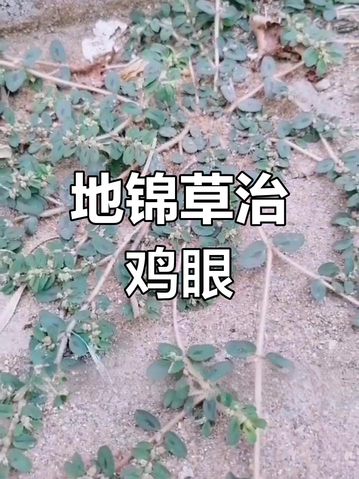 脚上长鸡眼?这种杂草一敷就好,效果惊人!
