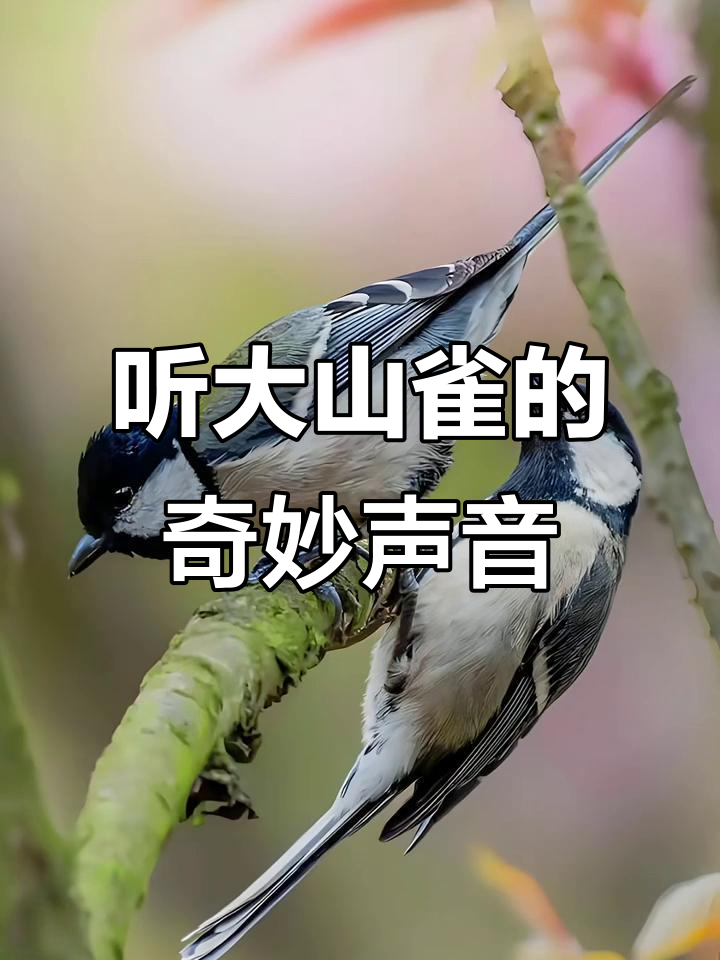 大山雀水音全纪录:二十三套精彩叫声,带你领略神奇动物之声