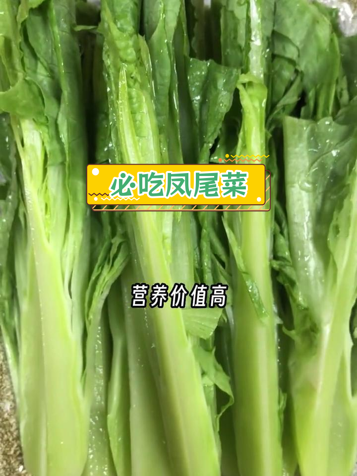 火锅必备素菜:凤尾菜的独特美味