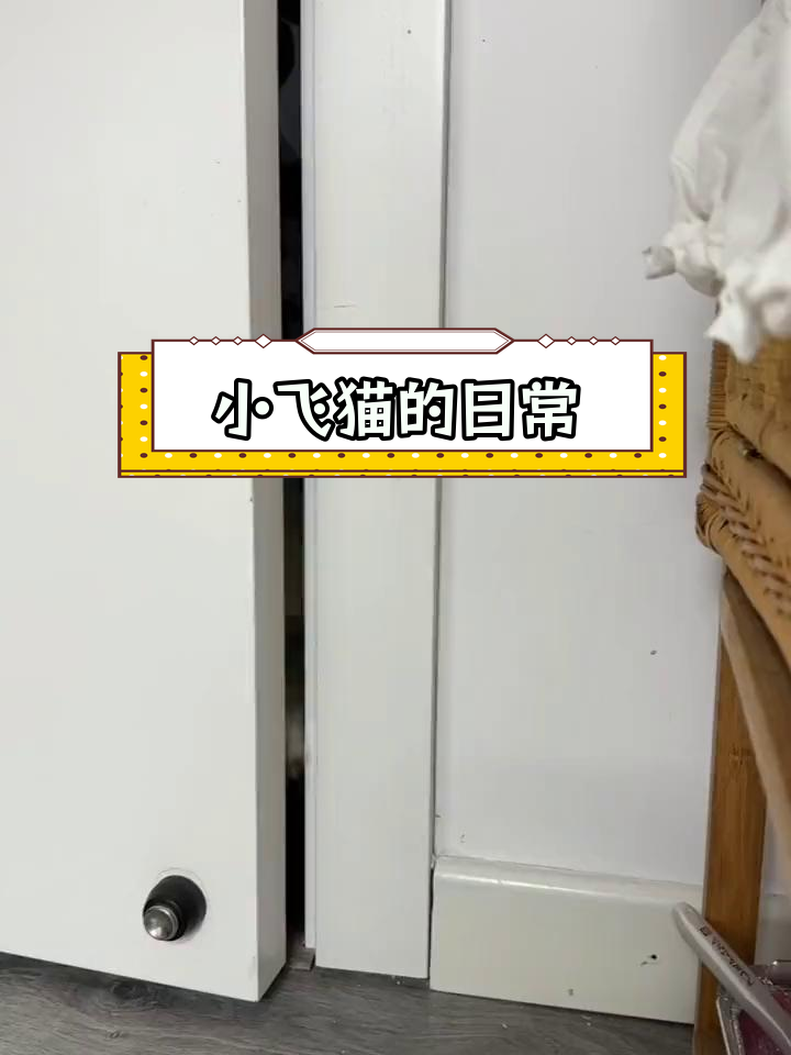 猫咪的迷惑行为:白面馒头引诱