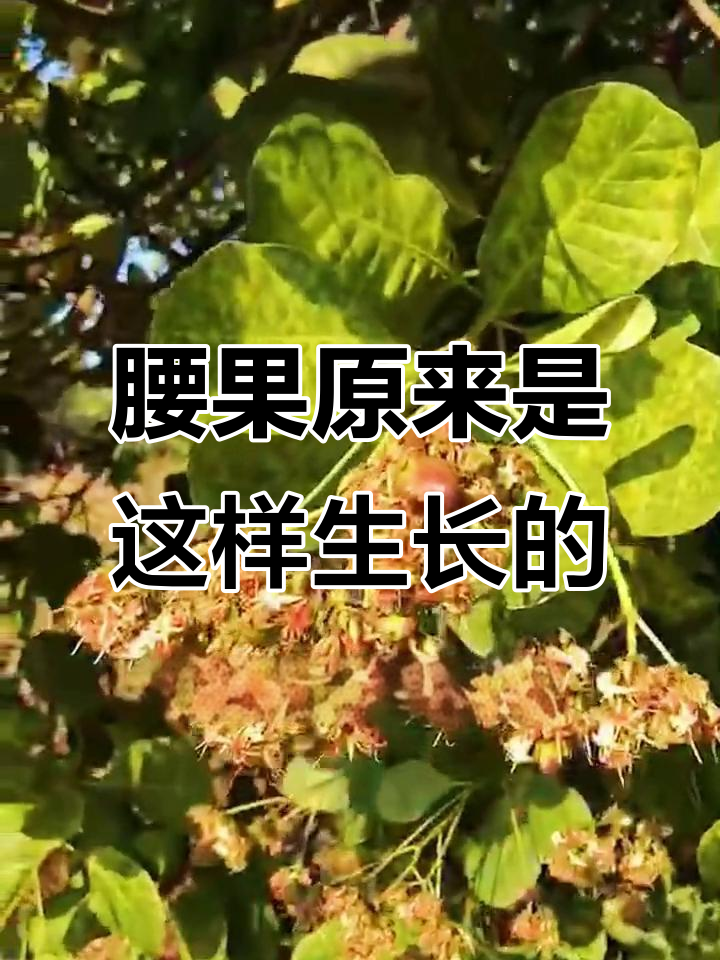 腰果竟然长在树上,真让人意外!