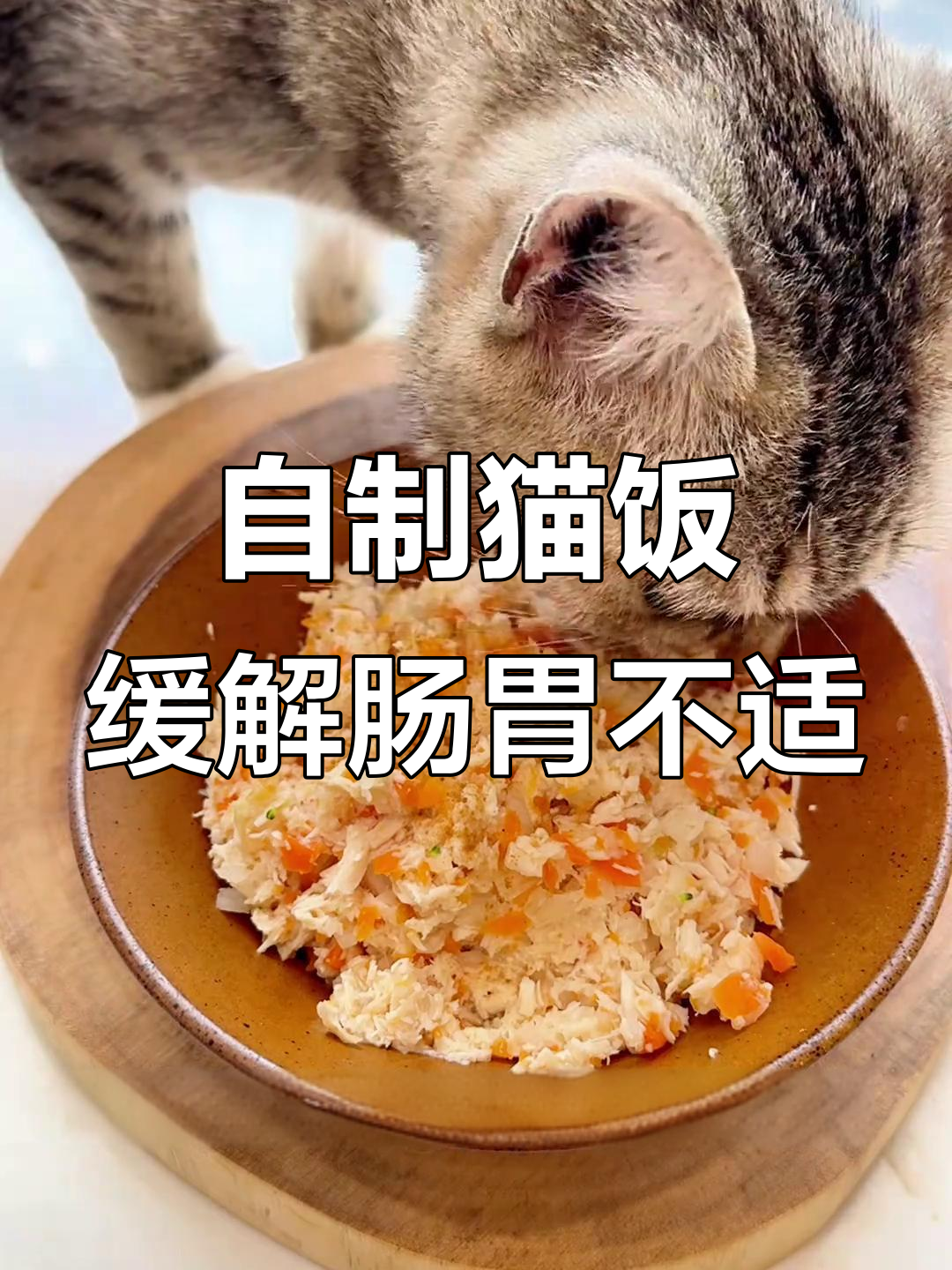 猫咪拉稀呕吐?这样做自制猫饭,养胃又易消化