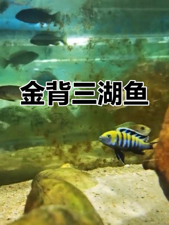 三湖慈鲷与金背阿芙拉