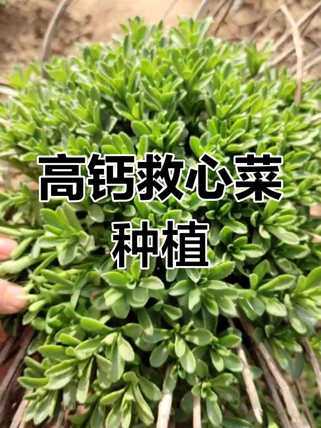救心菜种植全攻略,轻松补钙又养心