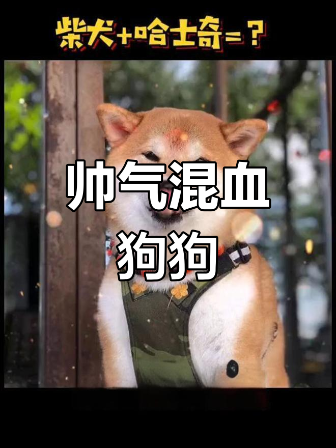 这只混血狗太可爱了,爸妈的表情包也超有趣!